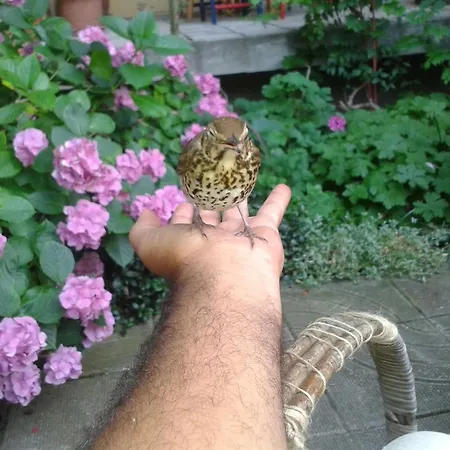 Hotel The Colourful Mansion Achtopol