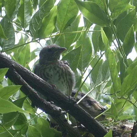 Hotel The Colourful Mansion Achtopol