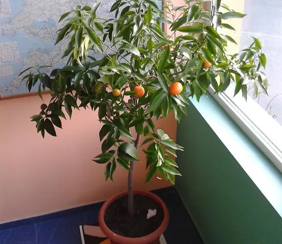 Hotel The Colourful Mansion 2*