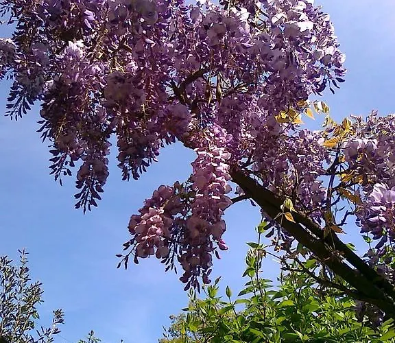 Hotel The Colourful Mansion 2*